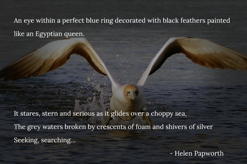 A bird flying low over water. The text reads: An eye within a perfect blue ring decorated with black feathers painted like an Egyptian queen.   It stares, stern and serious as it glides over a choppy sea,  The grey waters broken by crescents of foam and shivers of silver ... Seeking, searching... - Helen Papworth