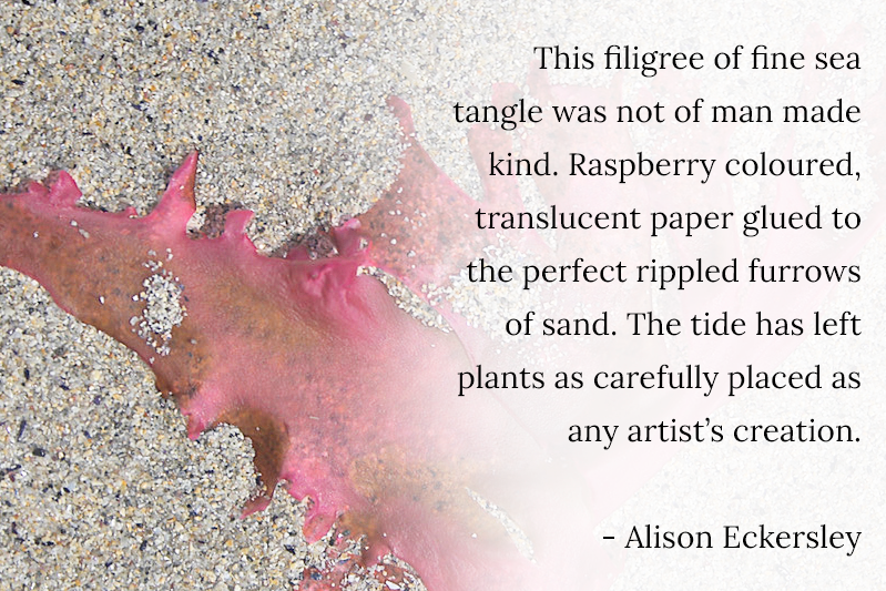 A close up shot of pink seaweed on sand. The wording is: "This filigree of fine sea tangle was not of man made kind. Raspberry coloured, translucent paper glued to the perfect rippled furrows of sand. The tide has left plants as carefully placed as any artist's creation". Alison Eckersley