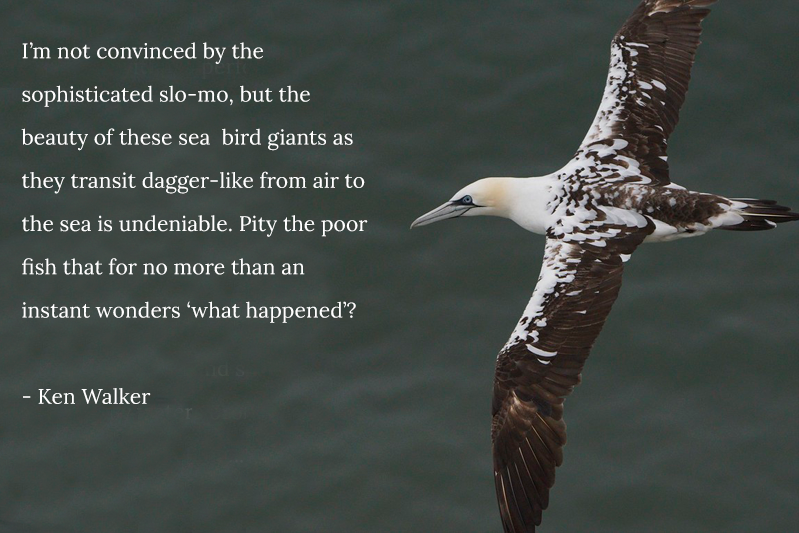 A picture of a a large black-and-white dappled sea bird coasting across a blue background. The wording reads: II’m not convinced by the sophisticated slo-mo, but the beauty of these sea  bird giants as they transit dagger-like from air to the sea is undeniable. Pity the poor fish that for no more than an instant wonders ‘what happened’?  - Ken Walker 