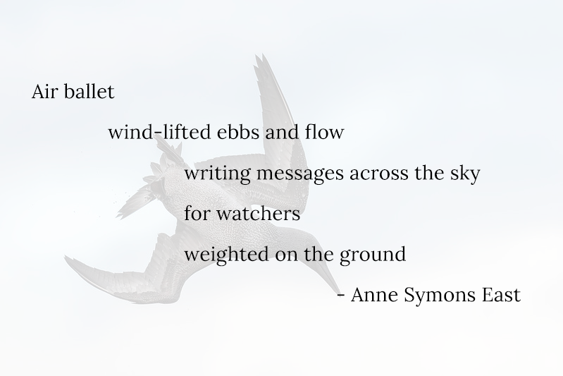 Air ballet wind-lifted ebbs and flow  writing messages across the sky 						for watchers 					weighted on the ground 	- Anne Symons East